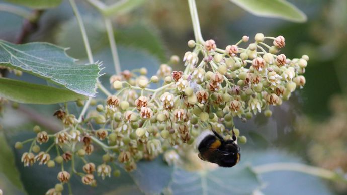 Belle inflorescence de Tilia henryana. ©Y. Darricau